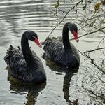 crimmitschau sahnpark 16